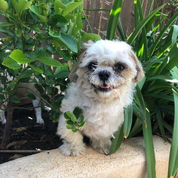 Meet your Posher, Trinity - Picture 1 of 1